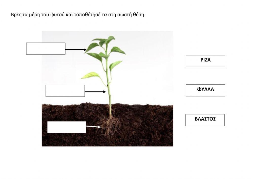 Τα μέρη του φυτού