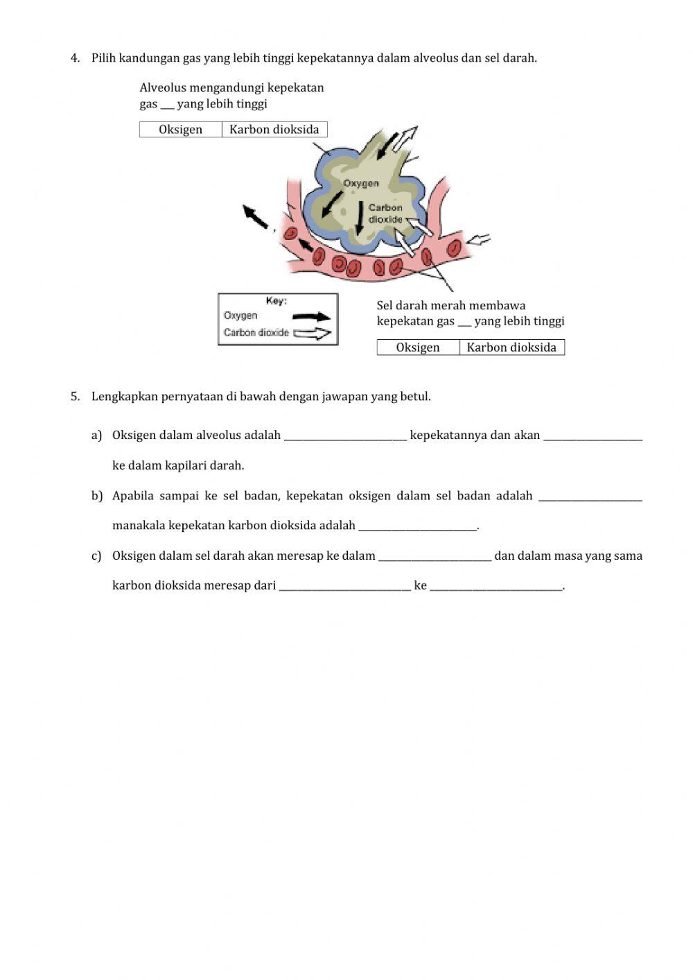 Pertukaran Gas dalam Alveolus