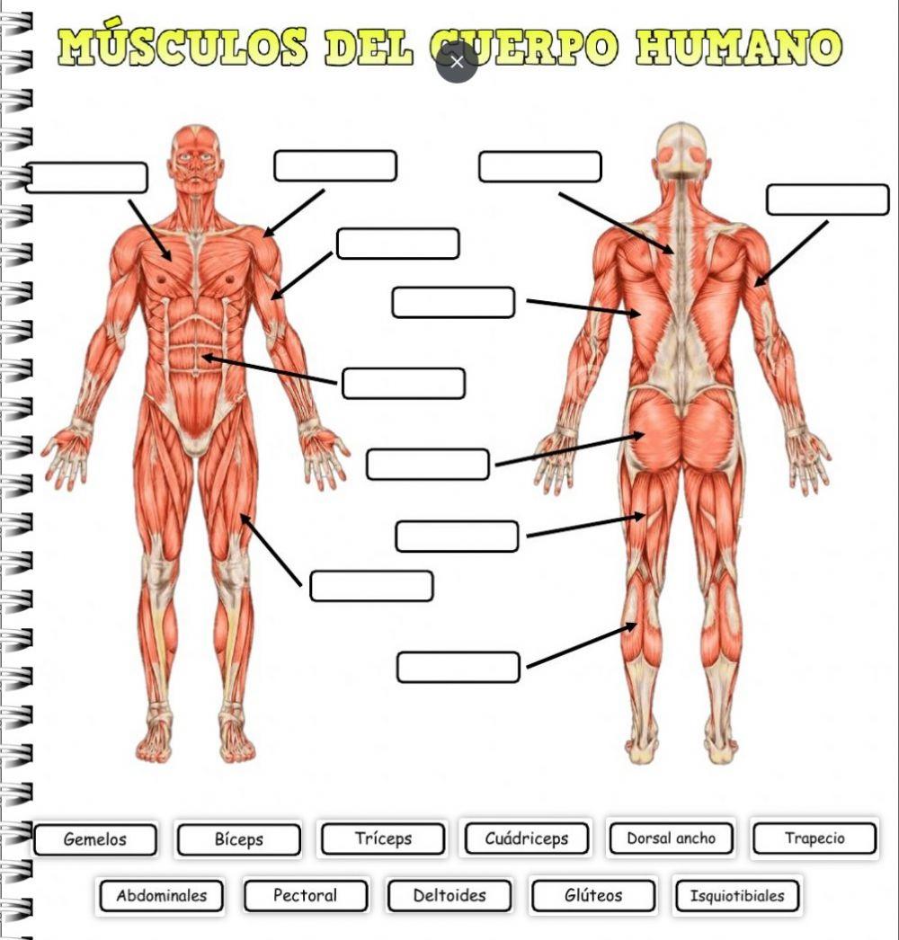 Músculos