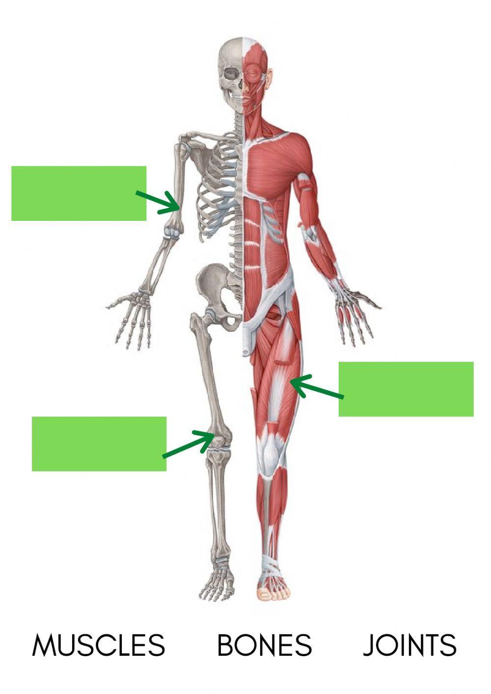 Parts of the body, feelings and senses