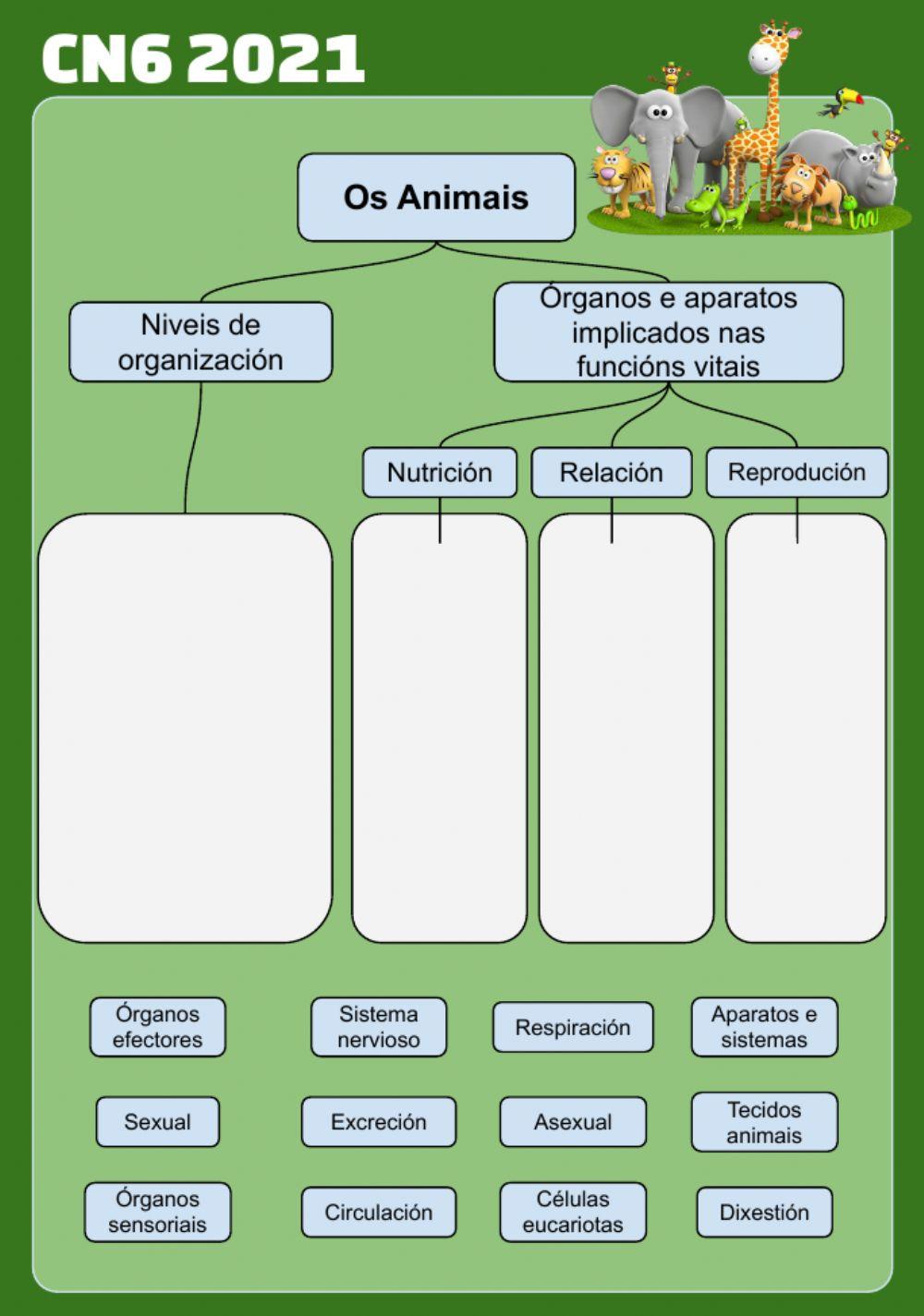 Animais: niveis de organización e funcións vitais Animais: niveis de organización e funcións vitais