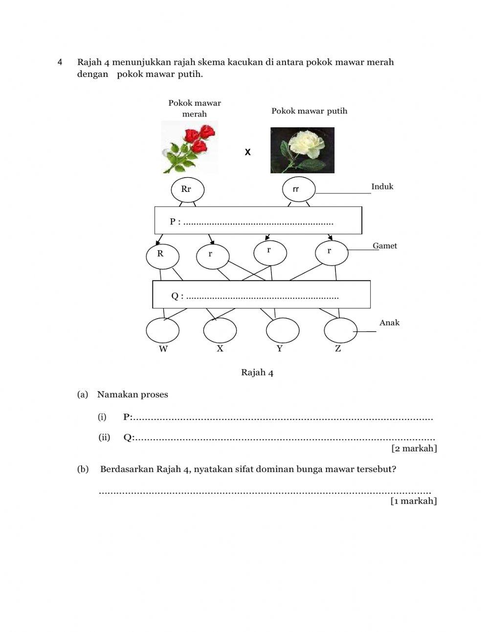 Variasi dan Keturunan