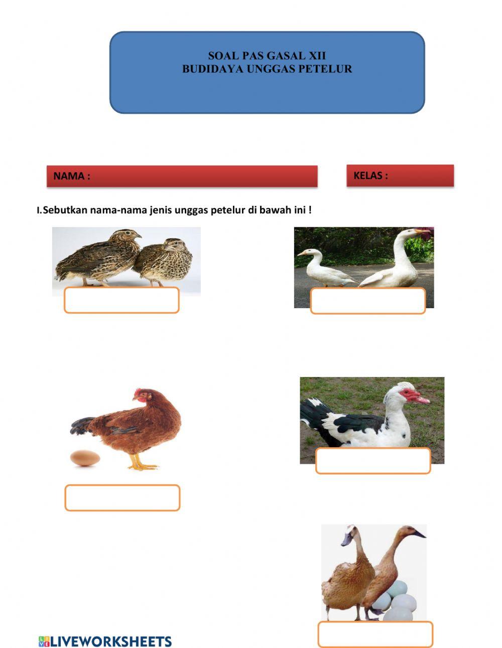 Soal budidaya unggas petelur