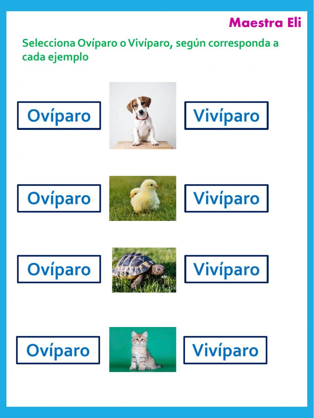 Oviparos y Viviparos