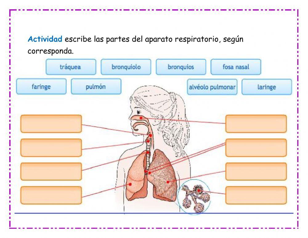 Aparato Respiratorio