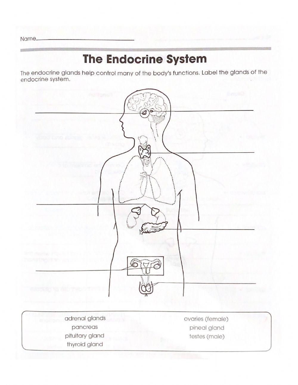 The Endocrine system