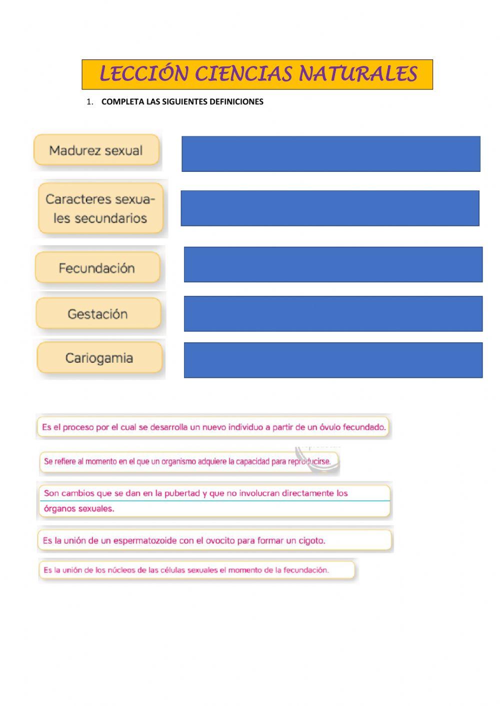 Etapas de la procreación humana-01