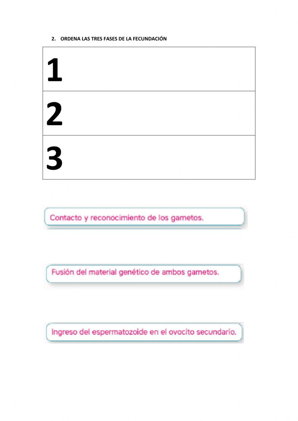 Etapas de la procreación humana-01