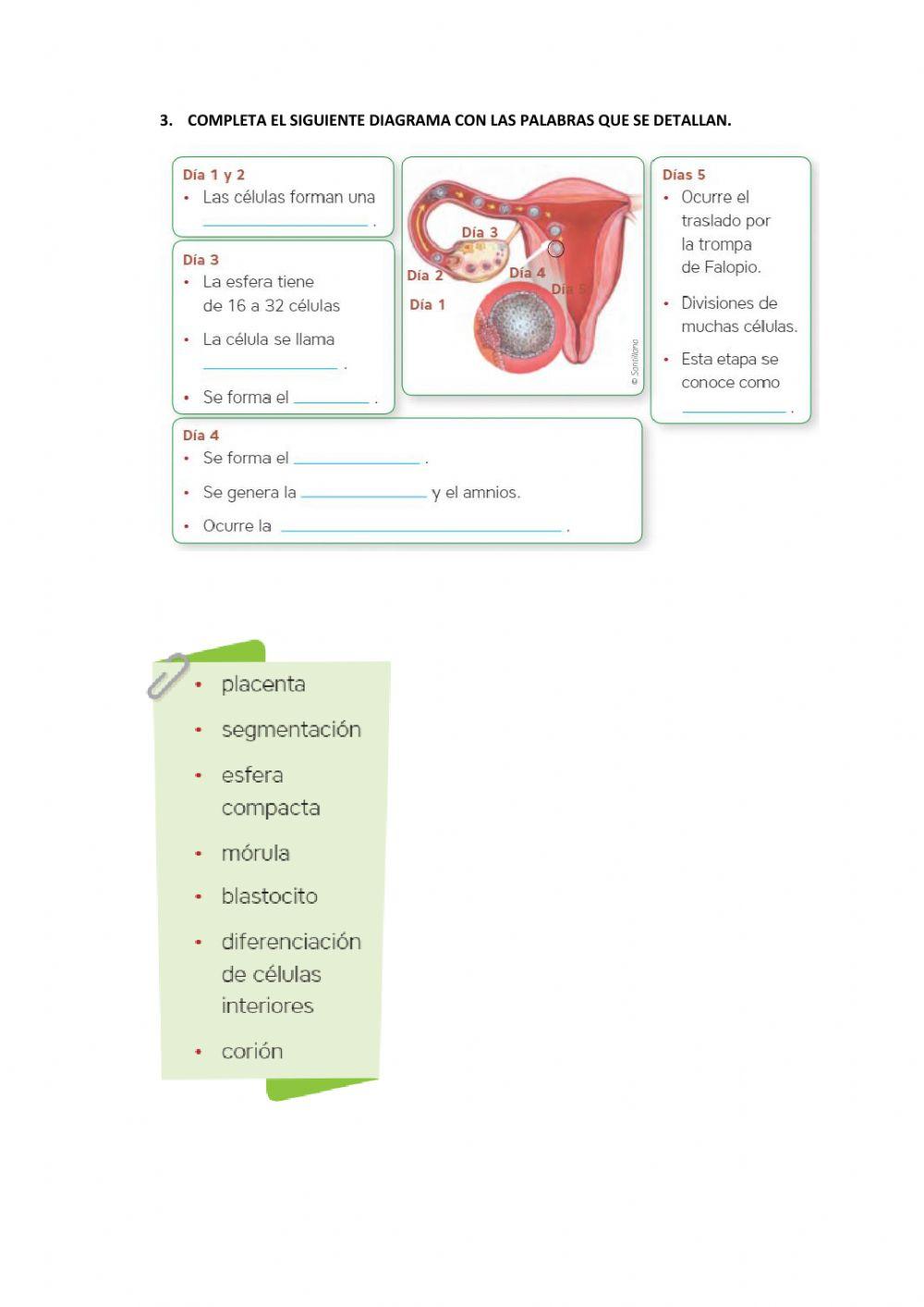 Etapas de la procreación humana-01