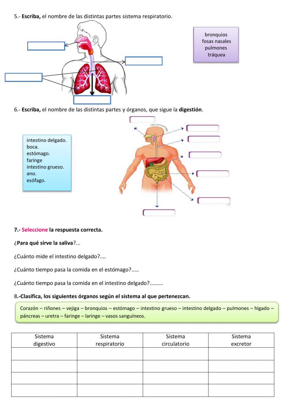 Funciones vitales de los seres humanos