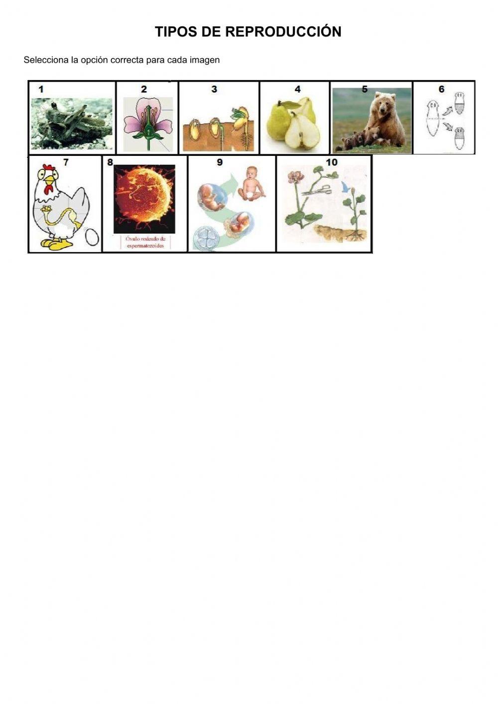 Tipos de reproducción
