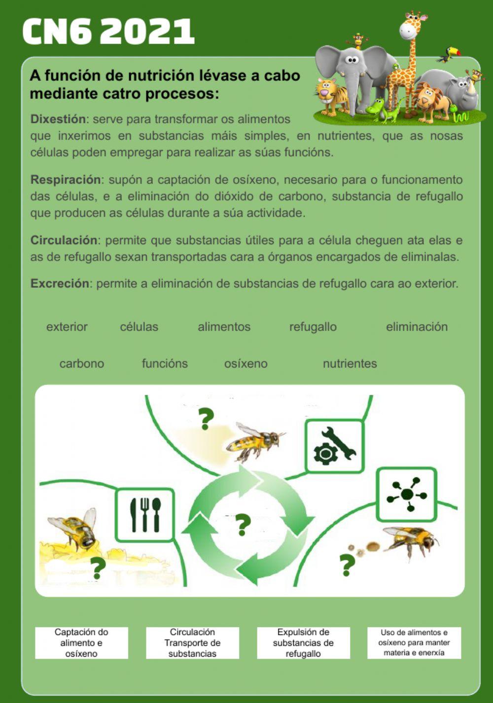 Funcións vitais non animais: nutrición Funcións vitais non animais: nutrición