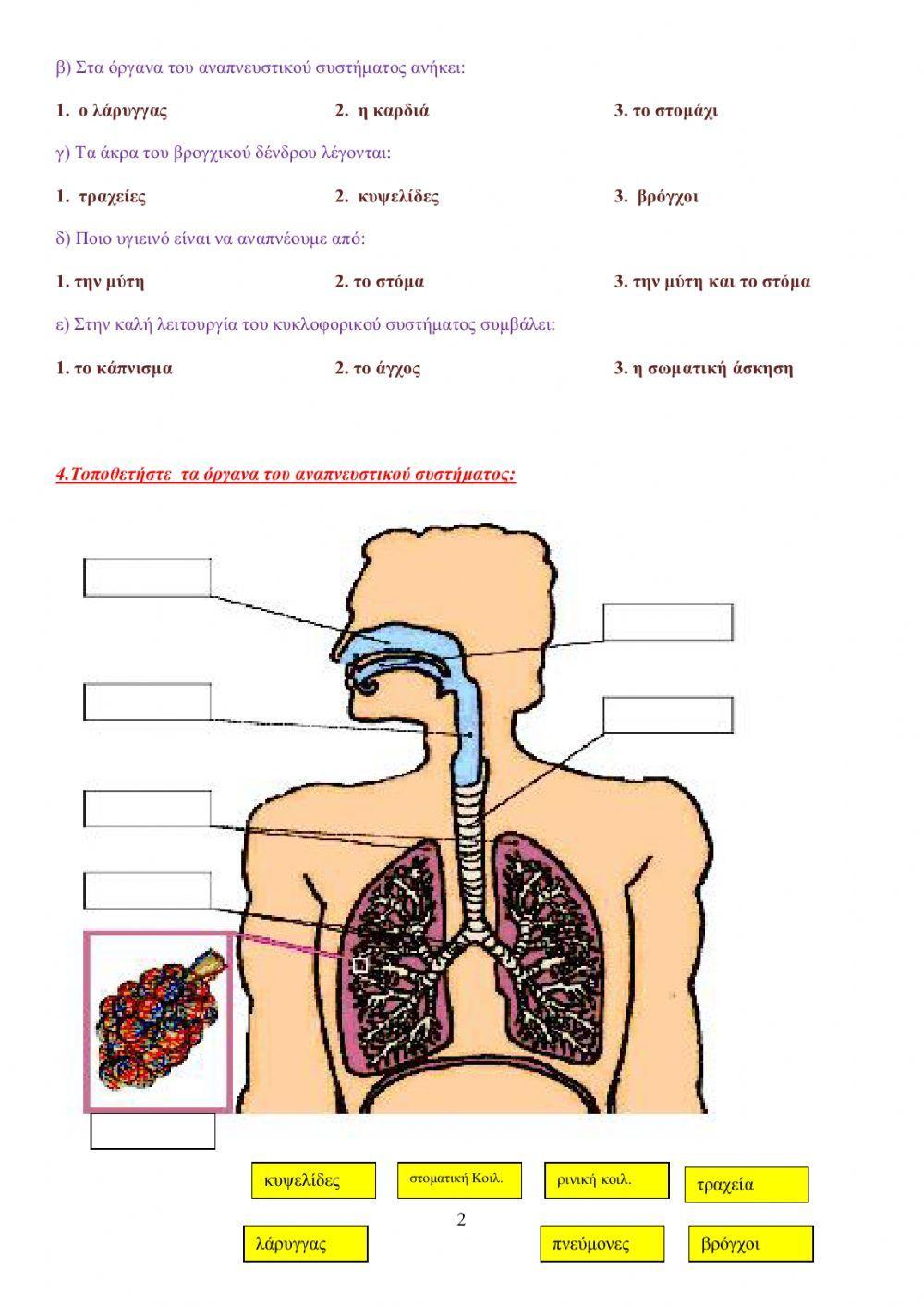 Αναπνευστικό-κυκλοφορικό σύστημα