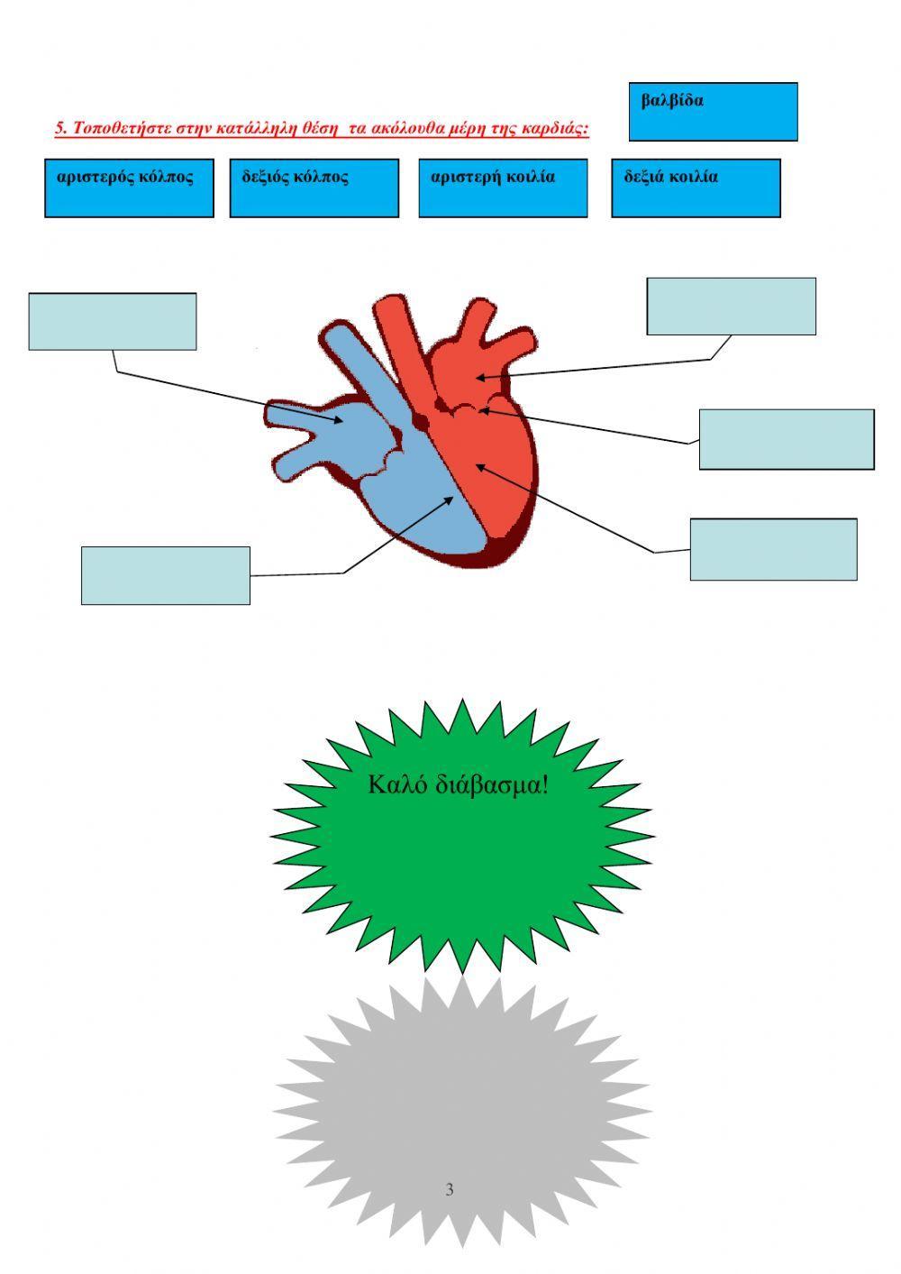 Αναπνευστικό-κυκλοφορικό σύστημα