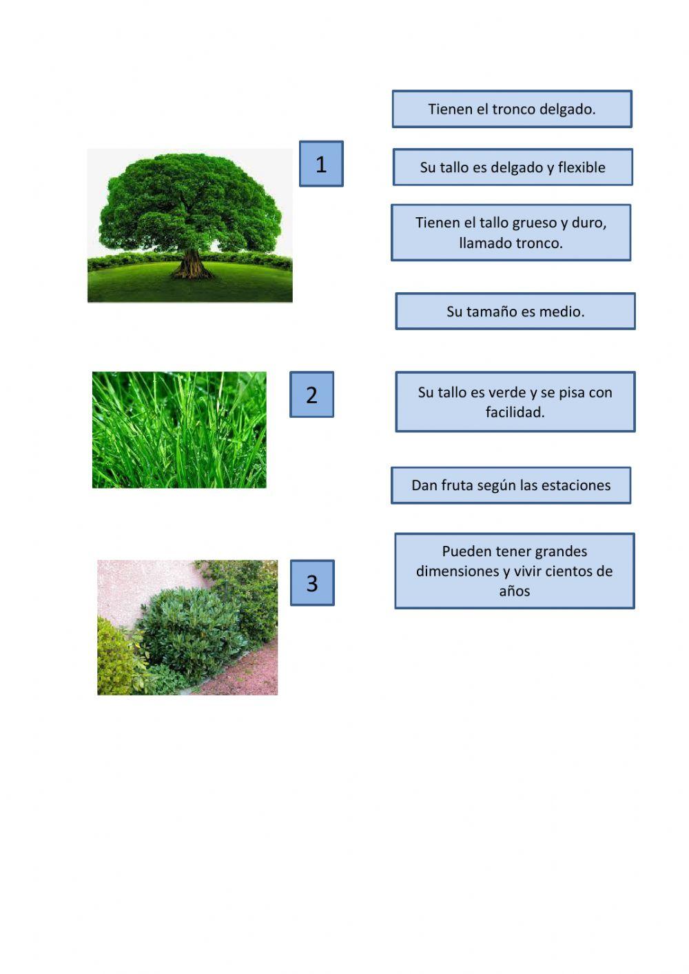 Reino de las plantas