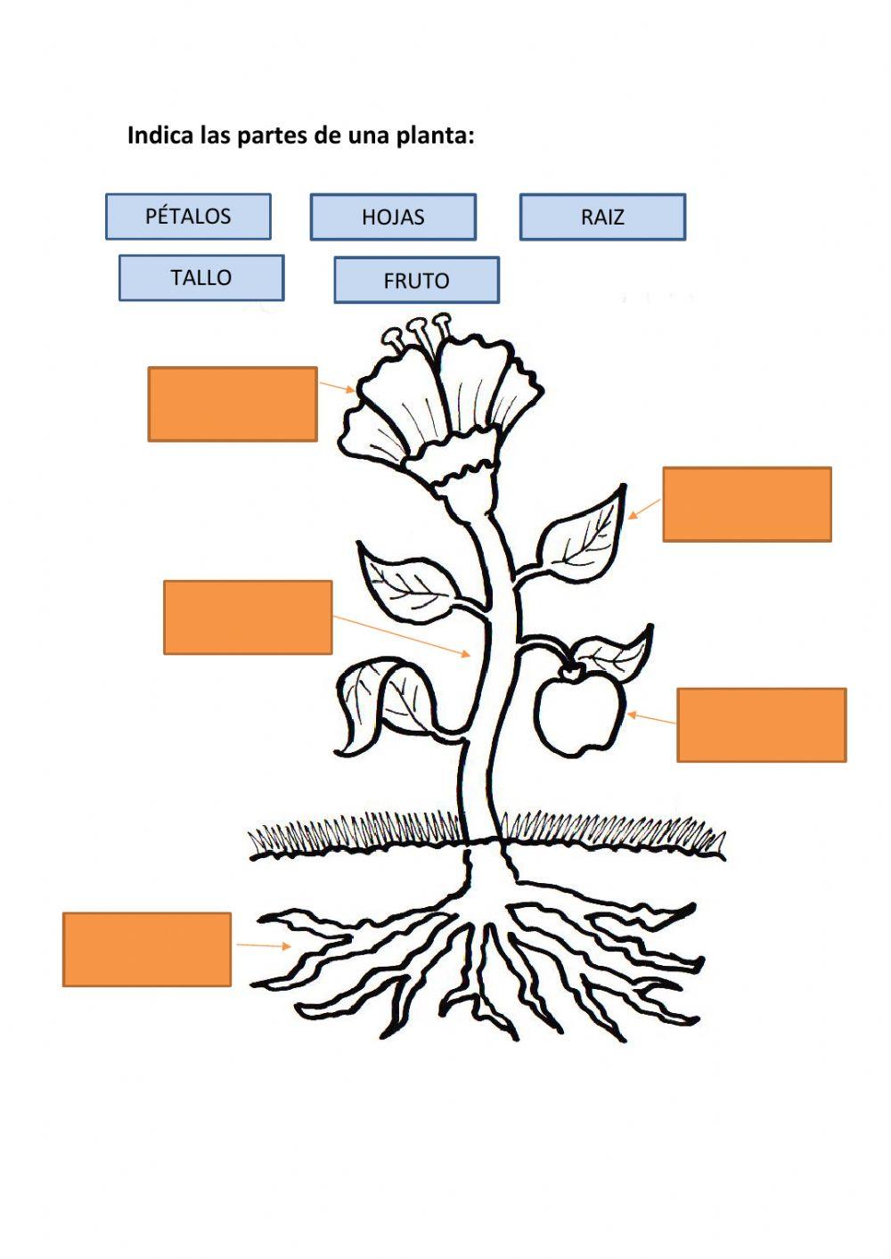 Reino de las plantas