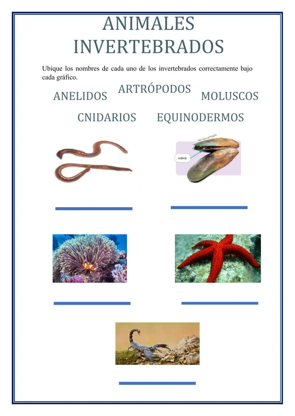 Invertebrados