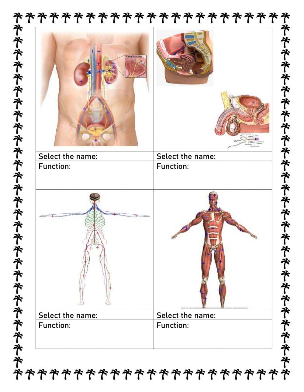 Human body system