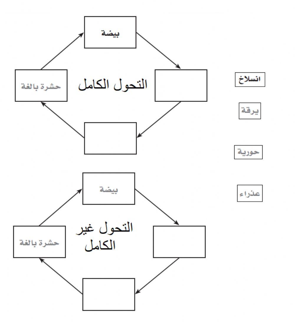 التحول في الحشرات