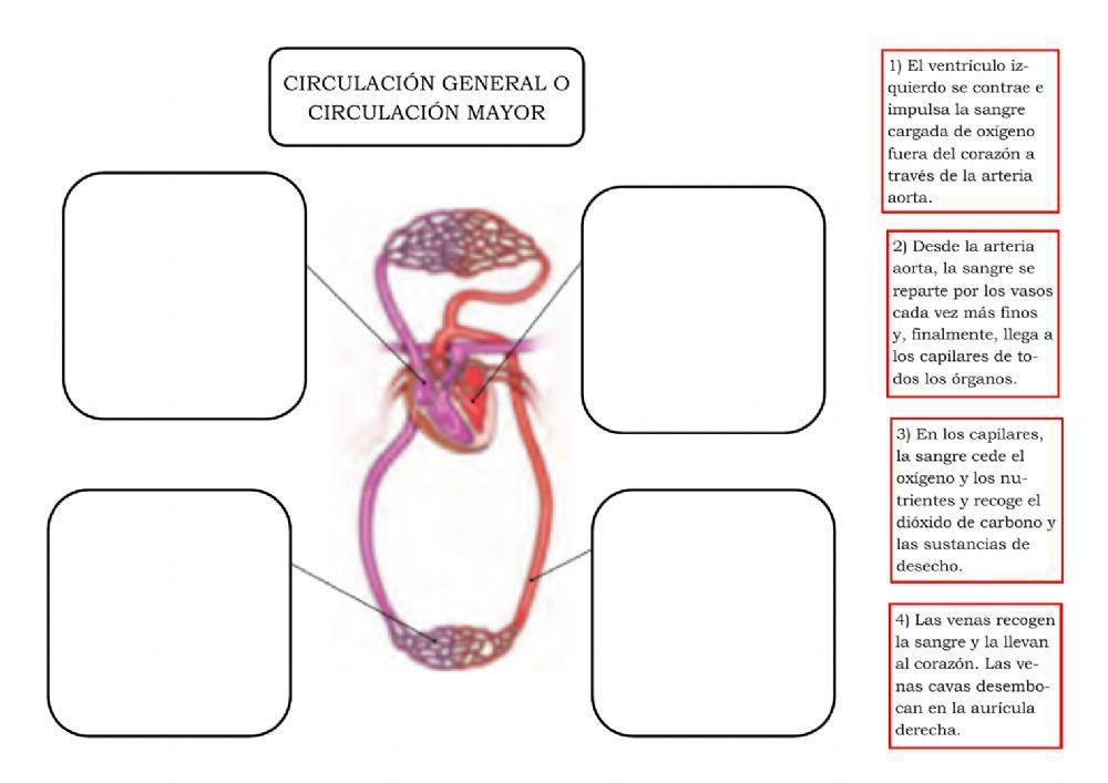 Aparato circulatorio