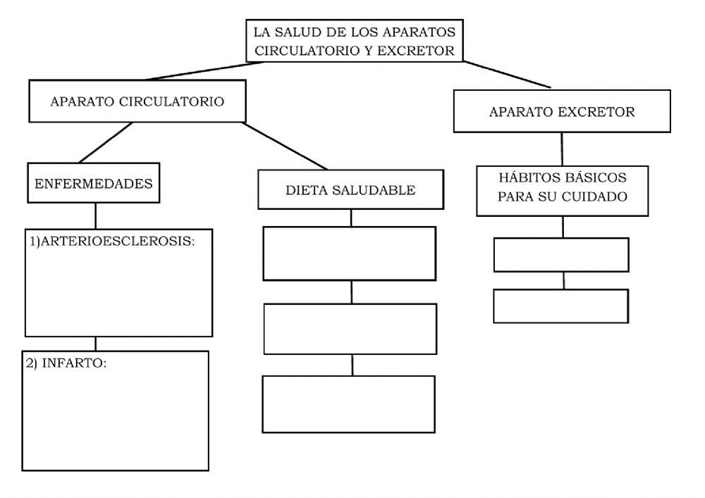 La salud de los aparatos circulatorio y excretor