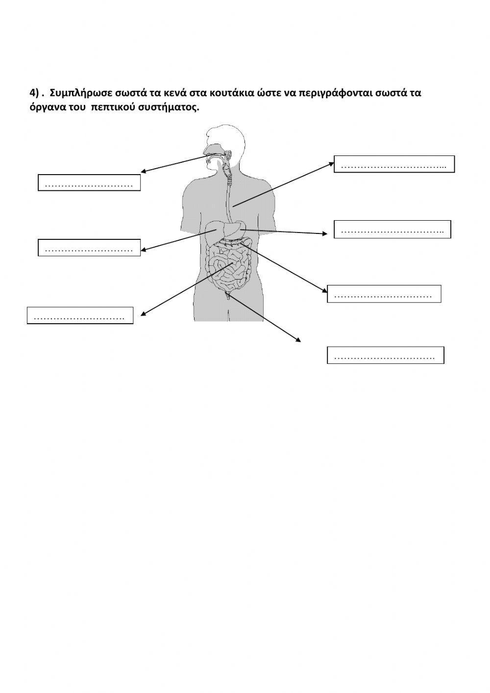 Πεπτικο συστημα