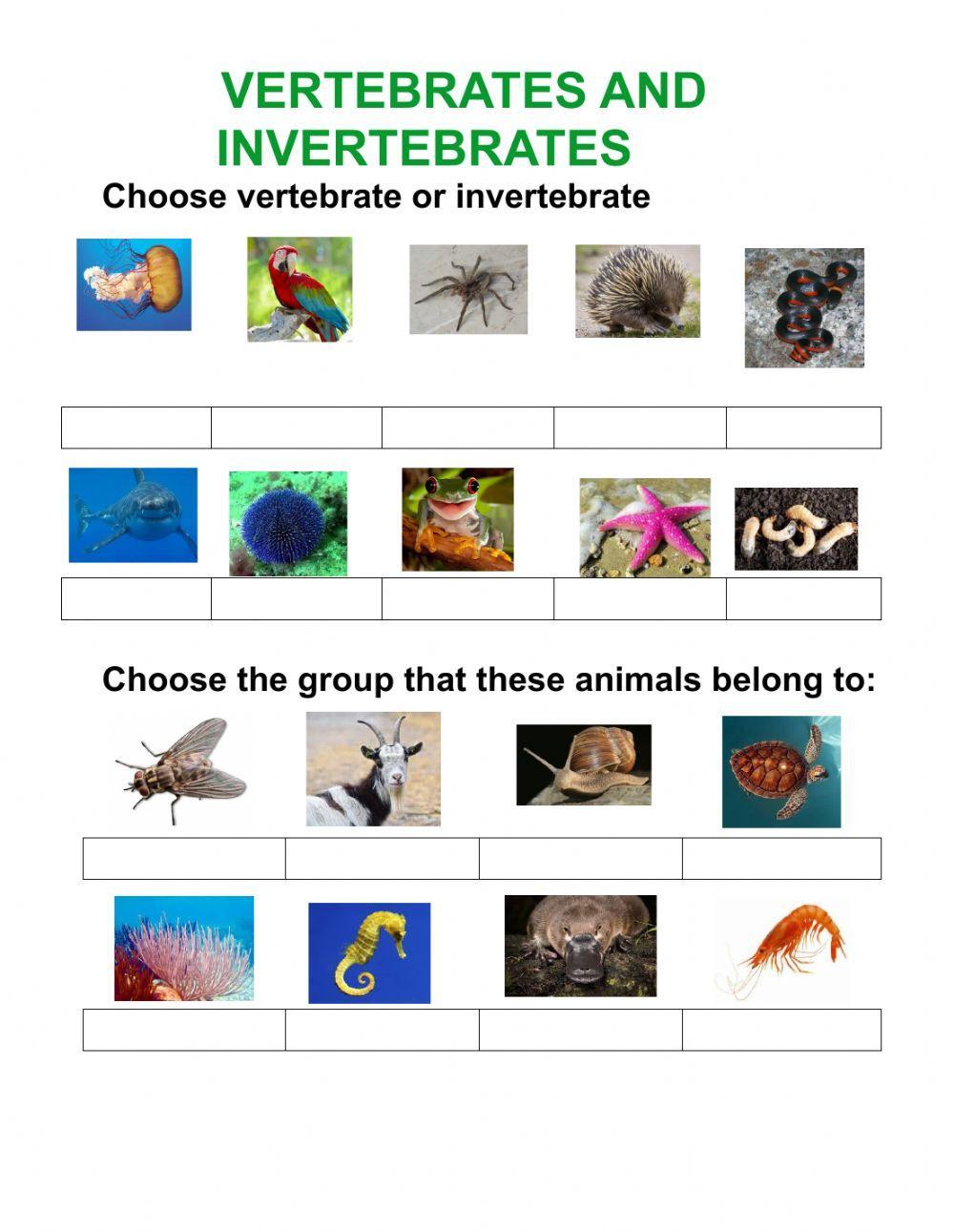 Invertebrates and vertebrates
