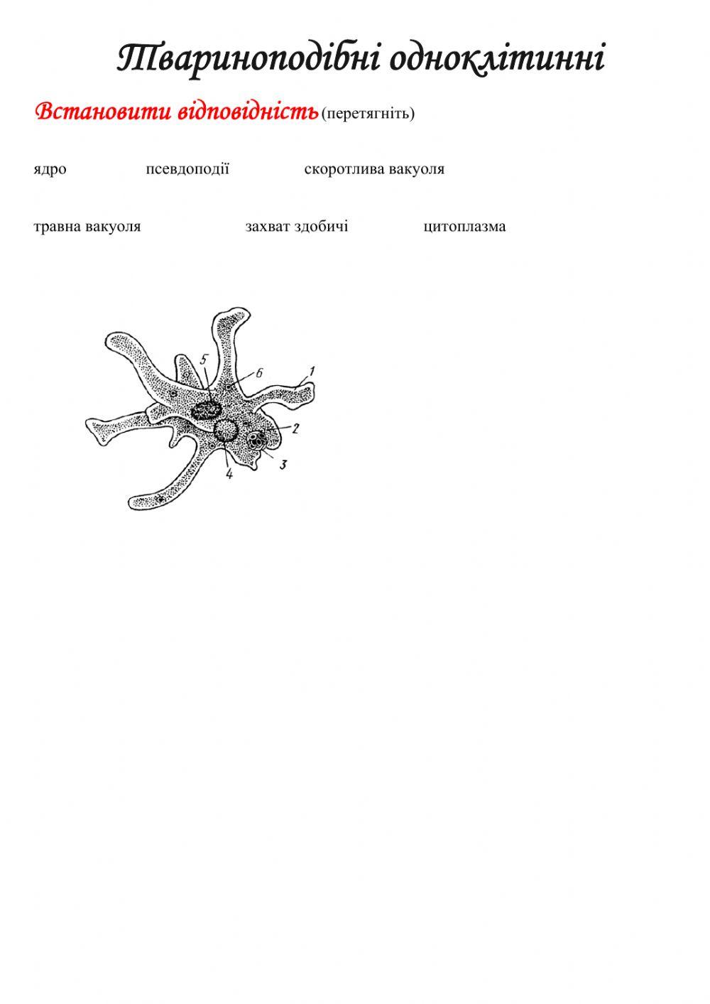 Одноклітинні твариноподібні