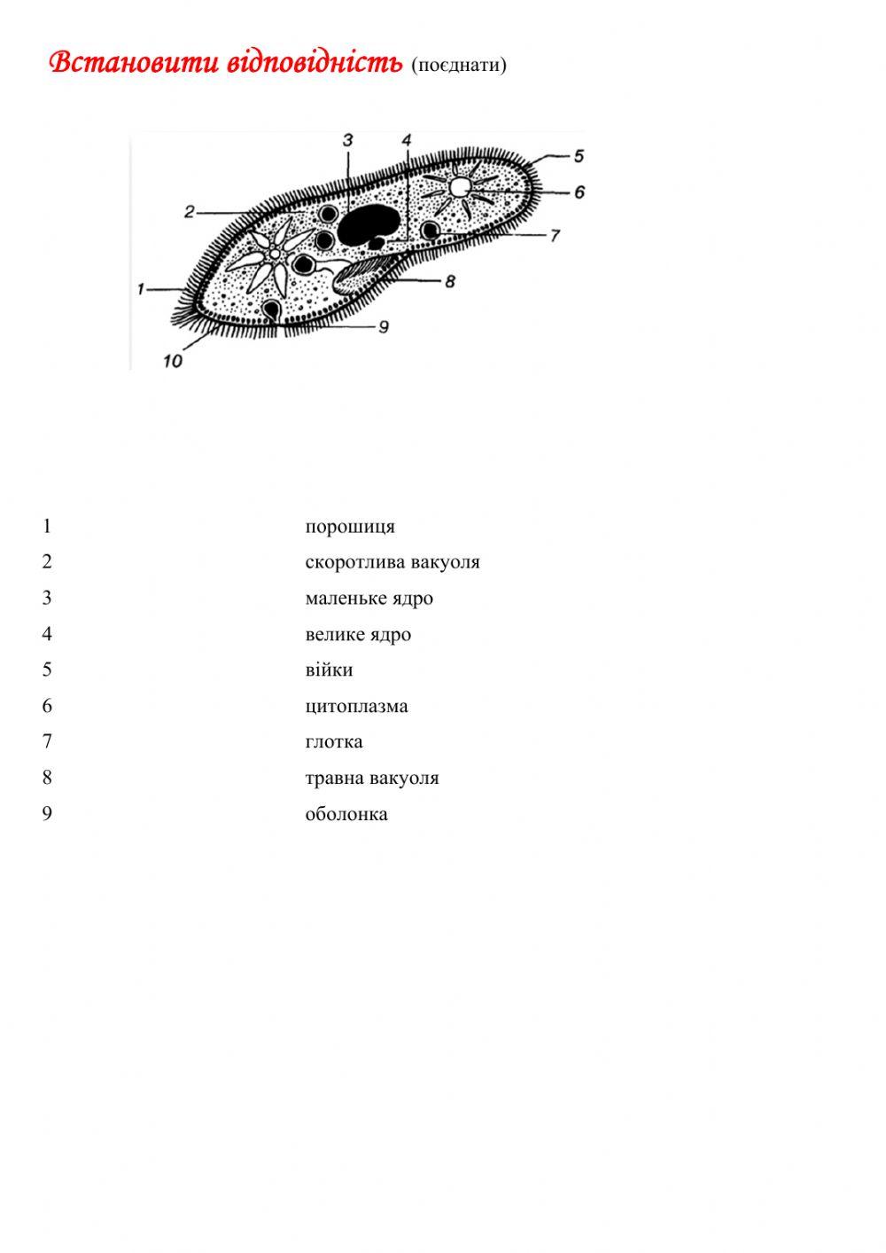 Одноклітинні твариноподібні