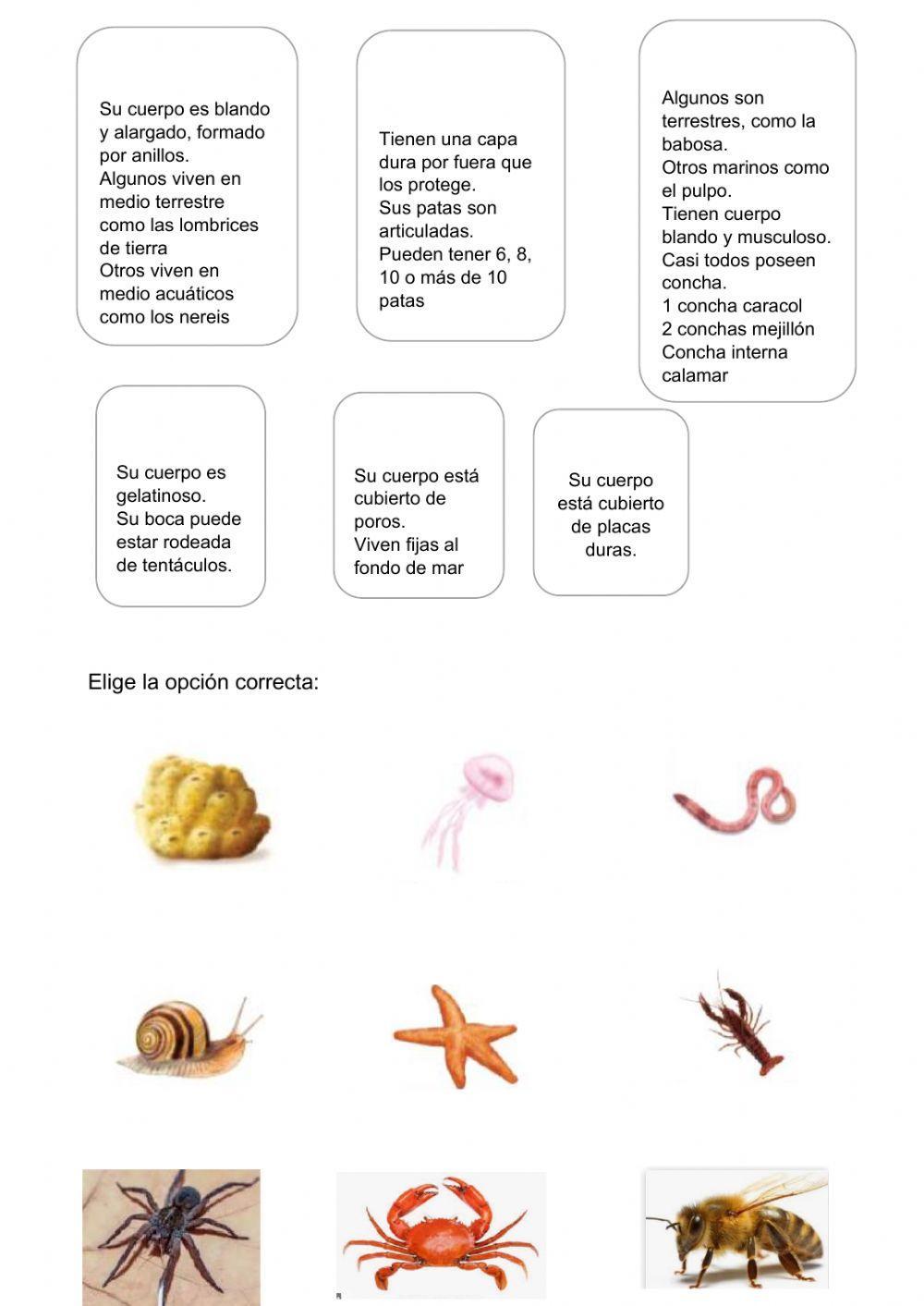 Animales invertebrados