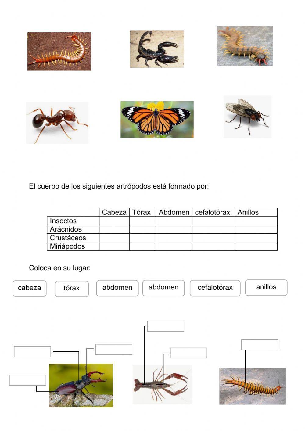 Animales invertebrados