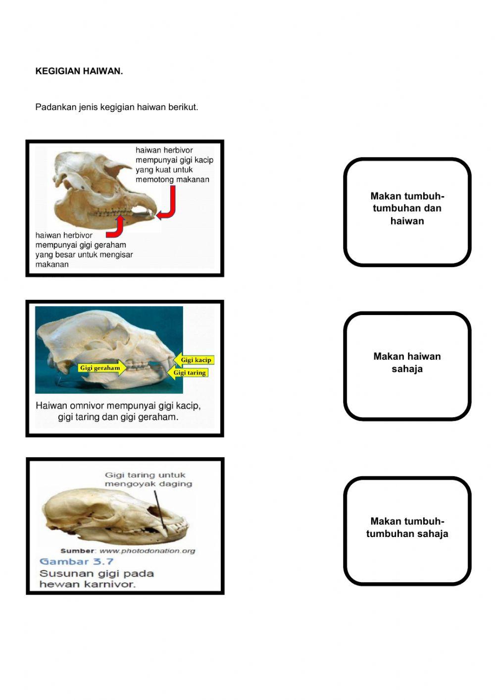Sains tahun 3 (Haiwan) Kelas cikgu Zaidani