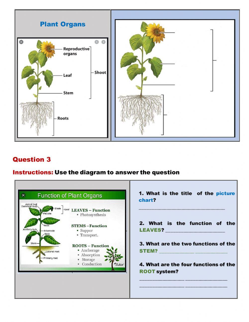 Levels of organization of Plants