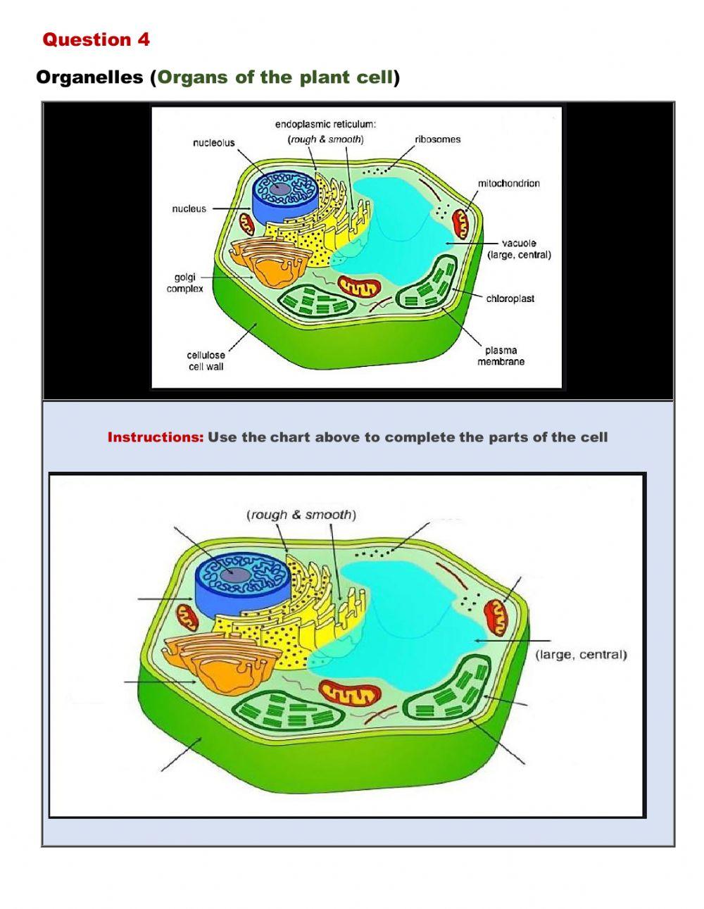 Levels of organization of Plants