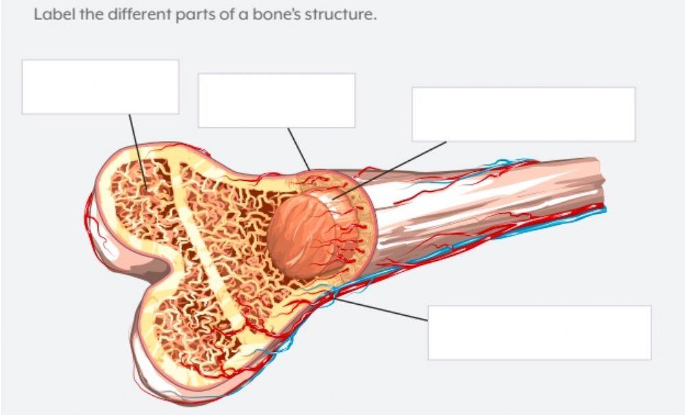 Parts of Bone