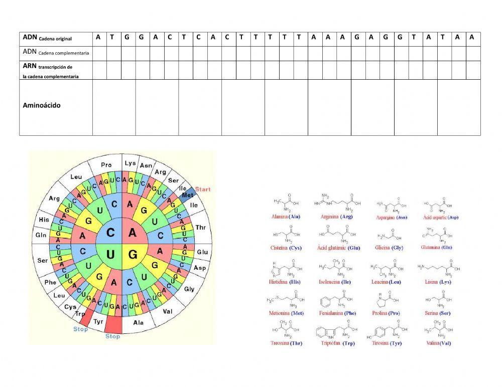 Transcripción y traducción