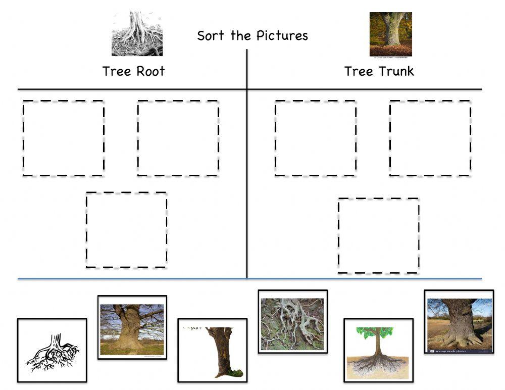 Sort Tree trunk and tree root