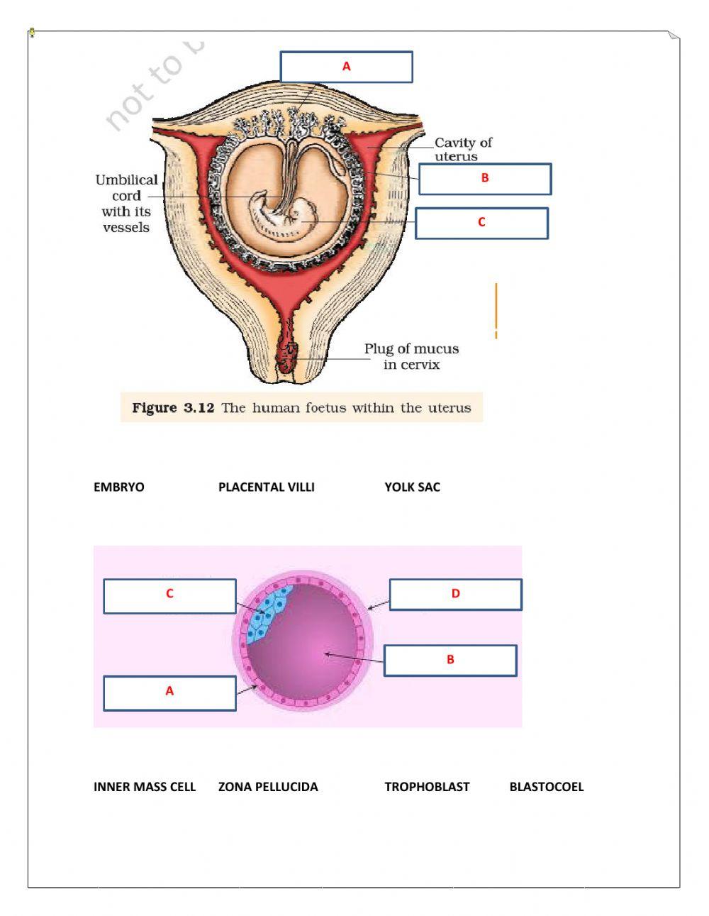Diagram Test-Human Reproduction