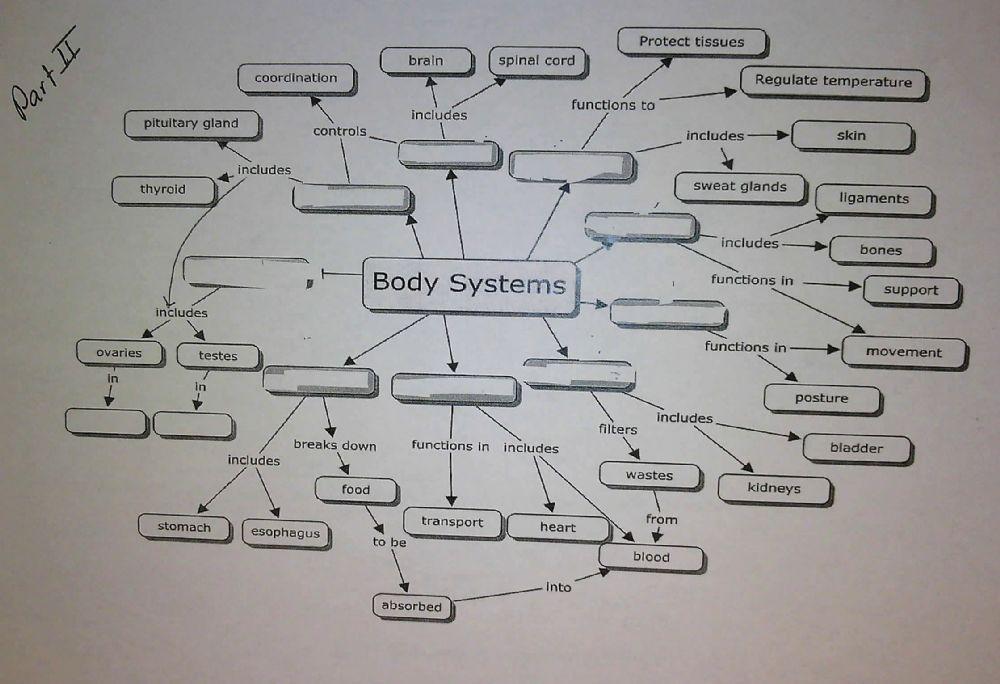 Body System Interactions Graphic Organizer