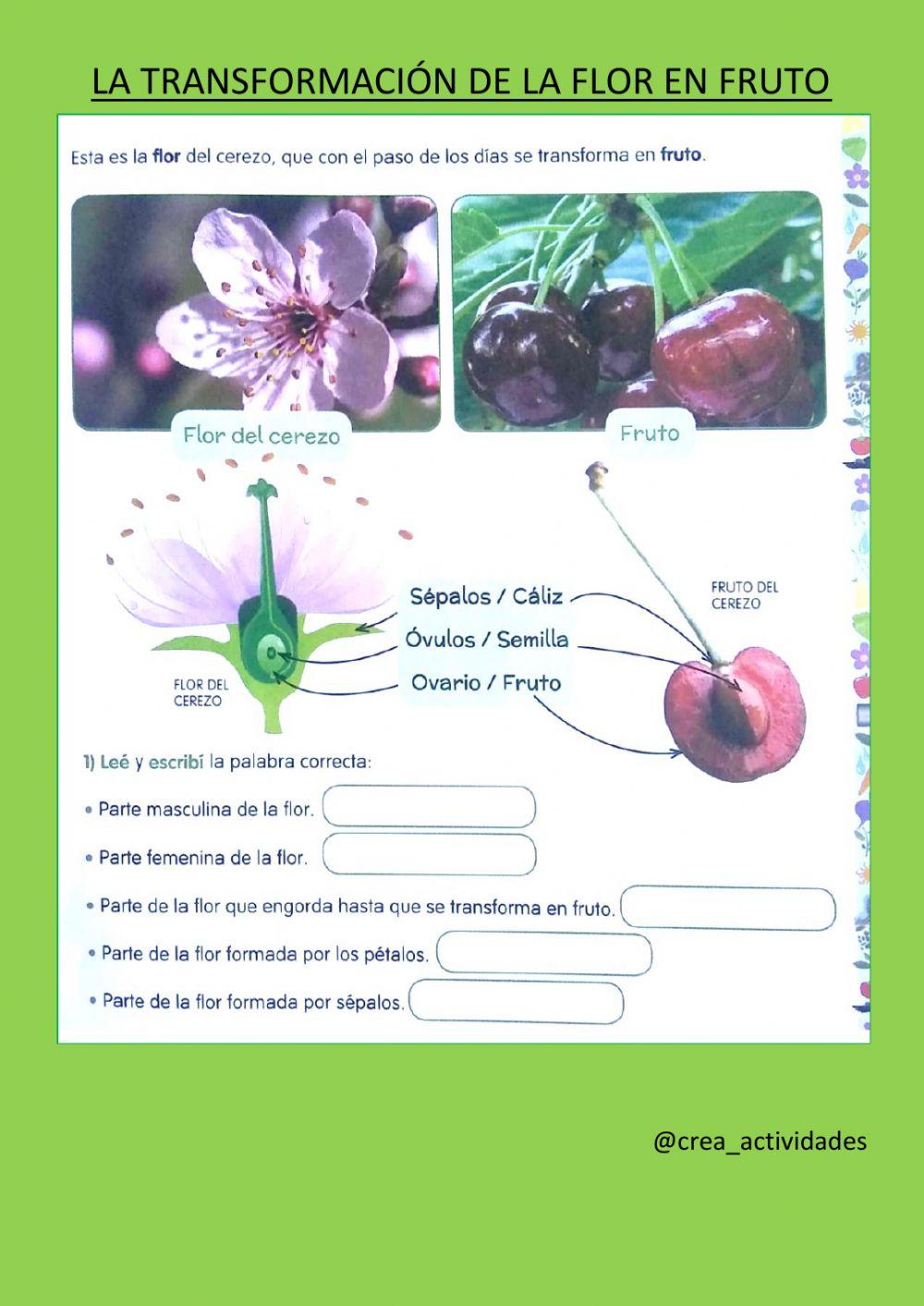 La transformación de la flor en fruto