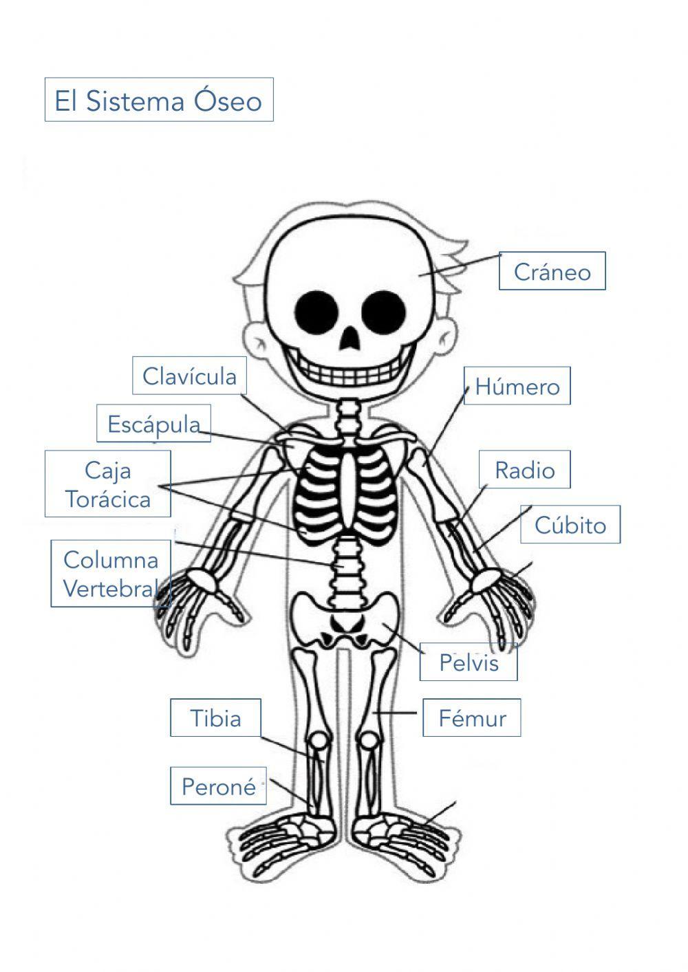 Sistema Óseo o Esqueleto
