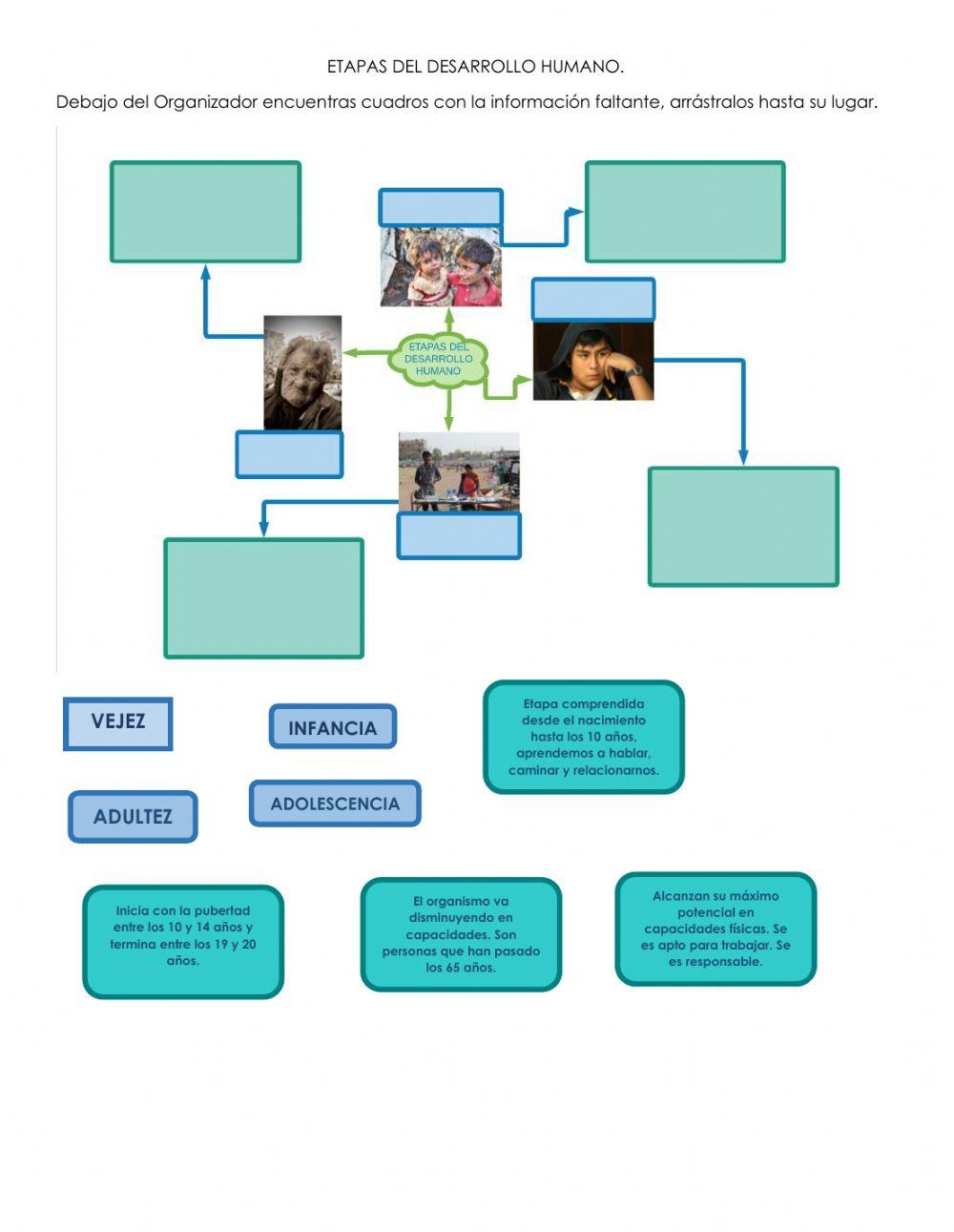 Etapas del desarrollo humano