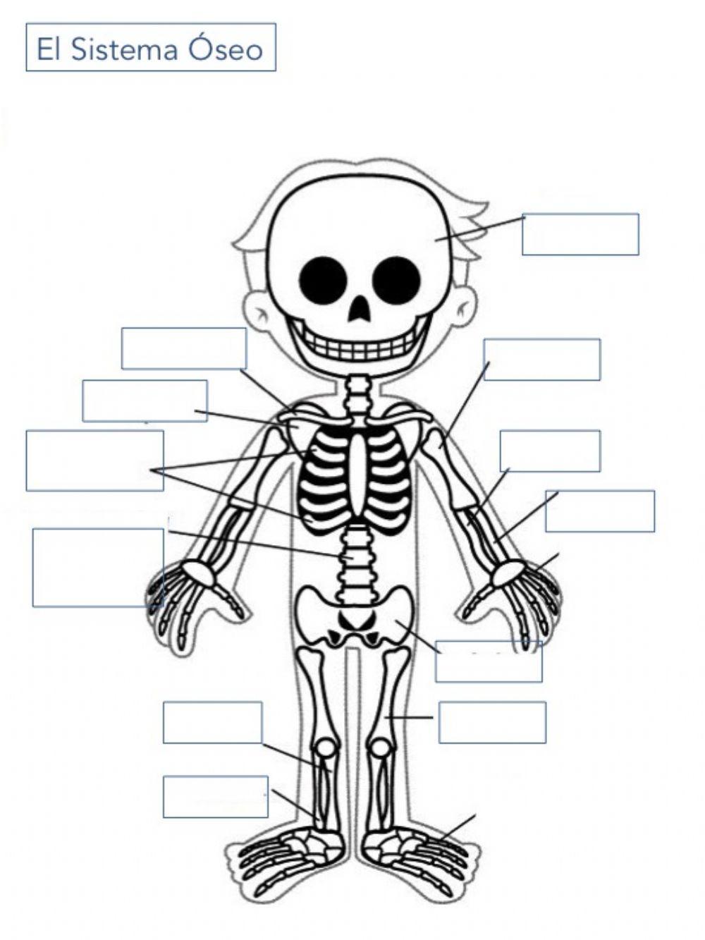 Sistema Óseo o Esqueleto Escribir