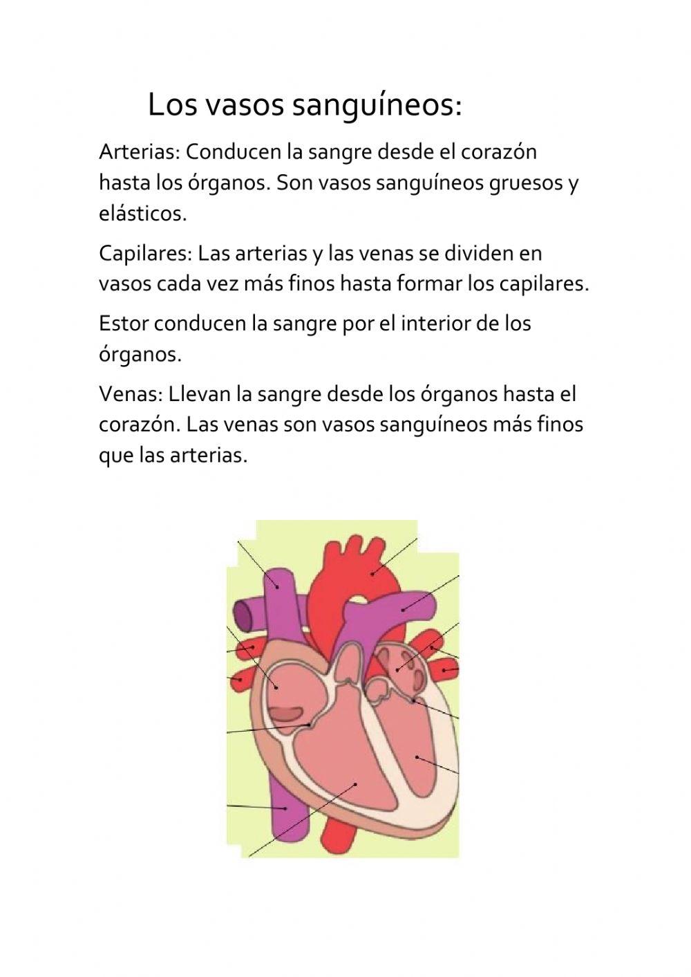 U5 El corazón y teoría de los vasos sanguíneos.