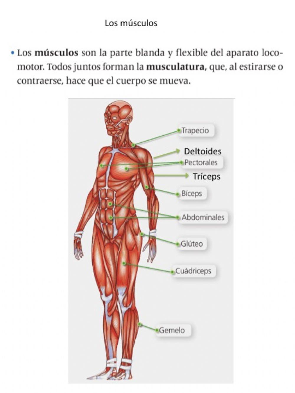 Aparato Locomotor: Músculos