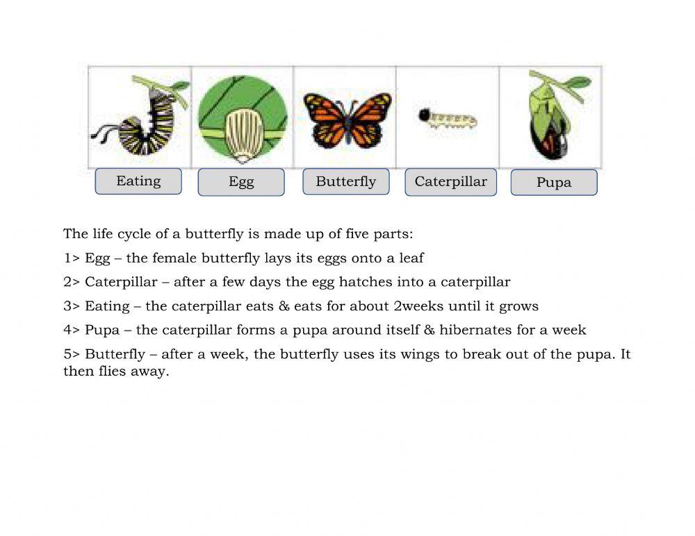 Life cycle of a butterfly - sequencing - gr1