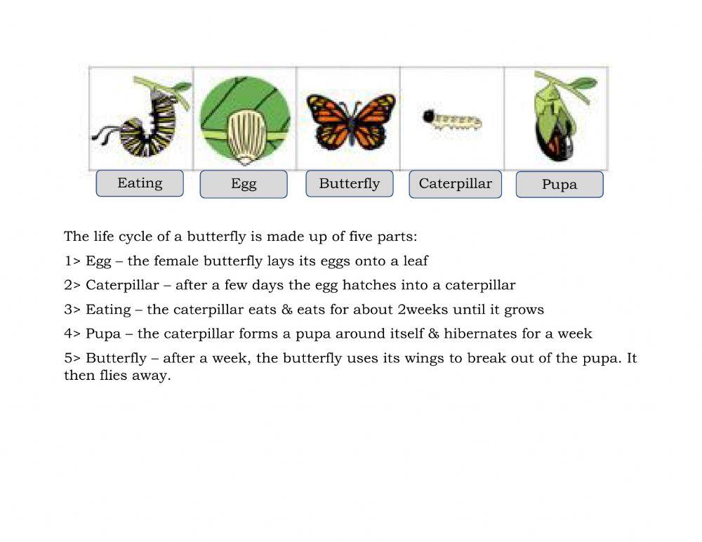 Butterfly Life Cycle Sequencing Worksheet