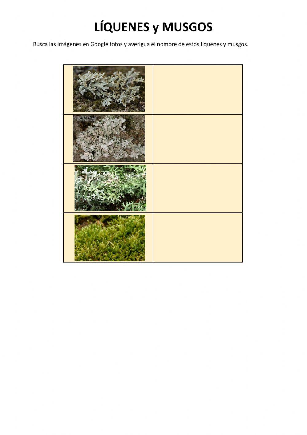 Setas y líquenes II