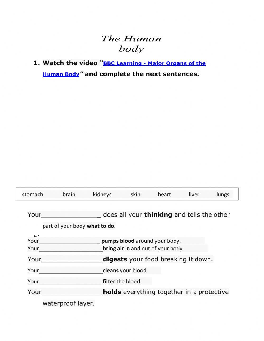 The Human Body-Main Organs