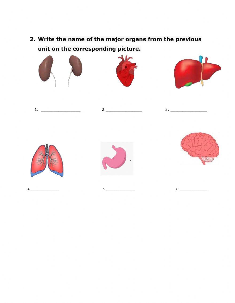 The Human Body-Main Organs